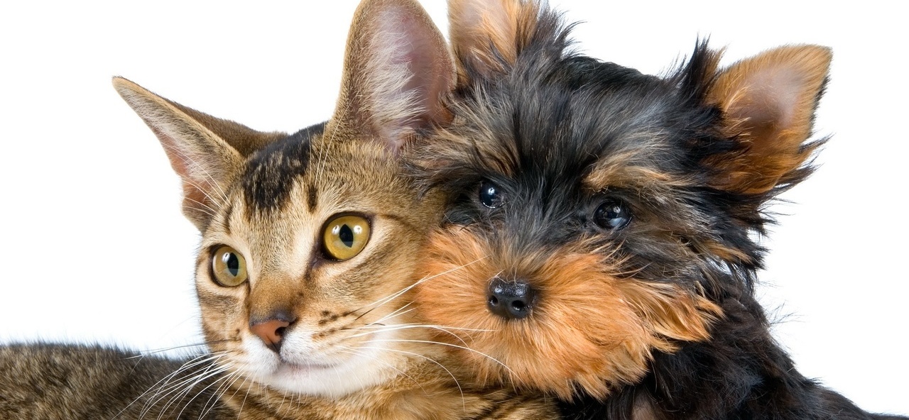 Доска объявлений о животных | ЗооТом - продажа, вязка и услуги для животных в Новоржеве