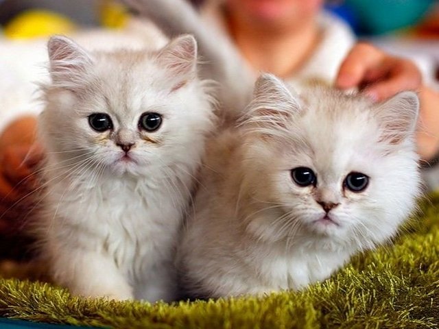 Породы кошек в Новоржеве | ЗооТом портал о животных