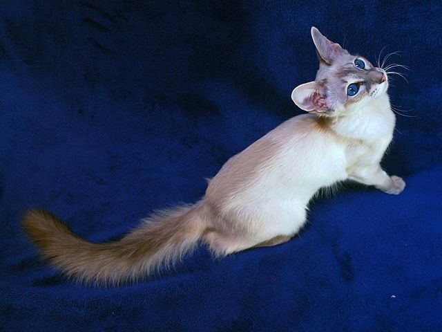 Выведенные породы кошек в Новоржеве | ЗооТом портал о животных