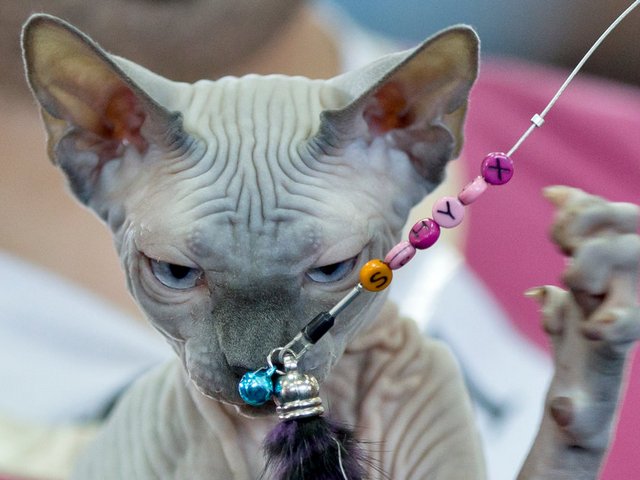 Выставки кошек в Новоржеве | ЗооТом портал о животных