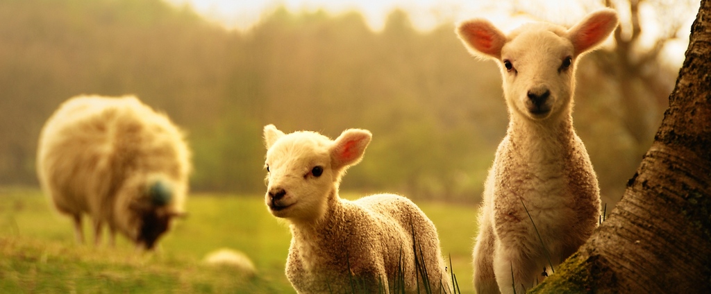 Объявления о сельскохозяйственных животных | ЗооТом - продажа, вязка и услуги для животных в Новоржеве