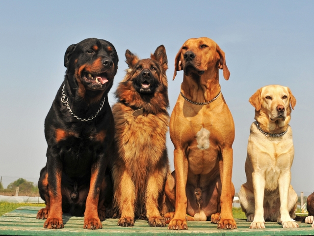 Крупные породы собак в Новоржеве | ЗооТом портал о животных
