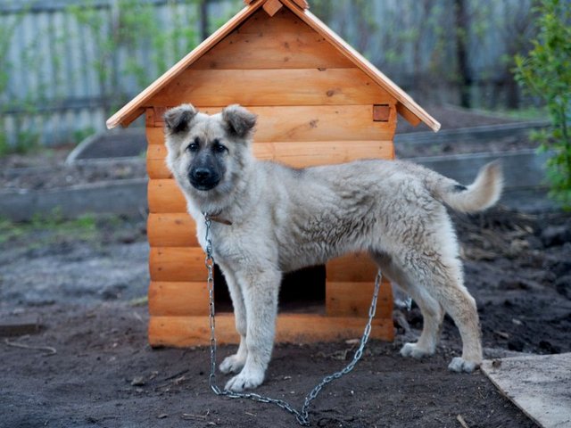 Все о собаках в Новоржеве Все о собаках в Новоржеве